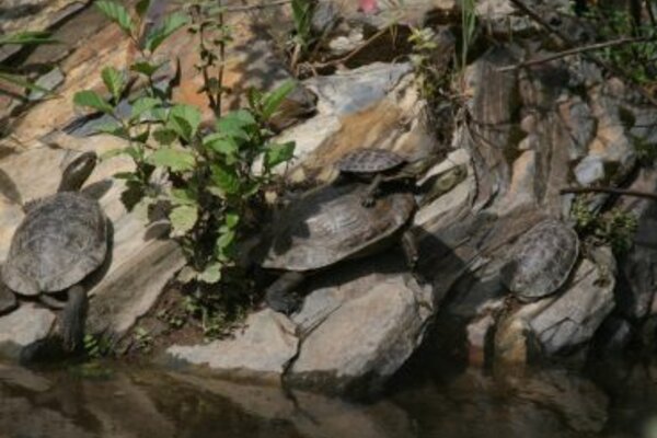 cagados_scaled_370x255