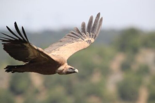 grifo_370x255