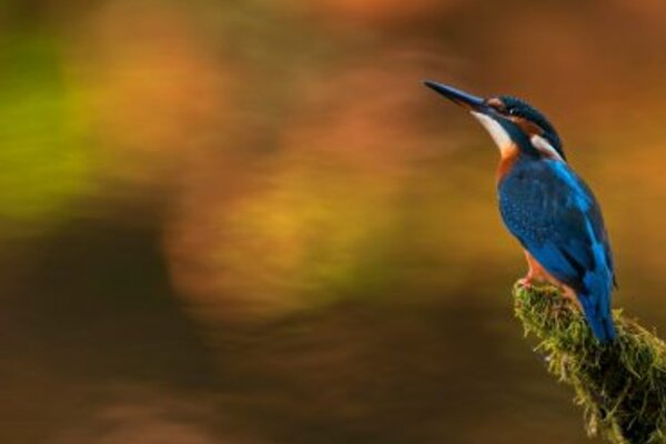 guarda_rios_370x255
