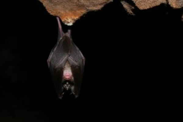 morcego_scaled_370x255