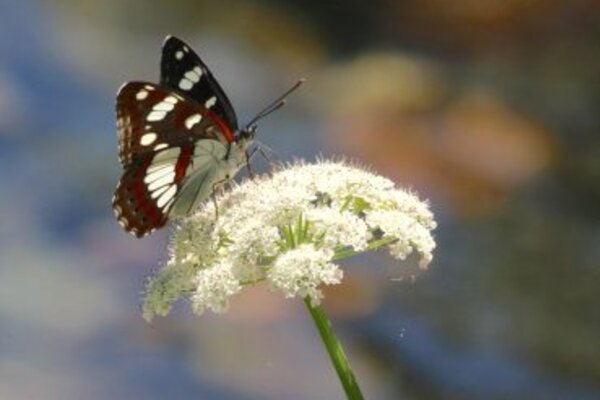 borboleta2_370x255