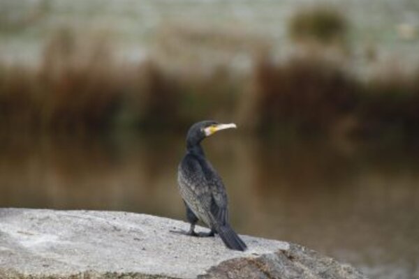 corvo_marinho_iloveimg_converted_scaled_370x255