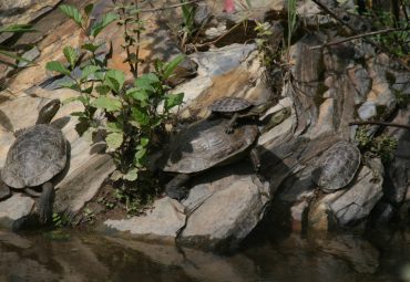 Vila Chã da Ribeira – Herpetofauna