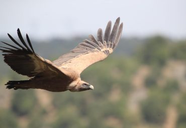 Castelo de Algoso – aves rupícolas