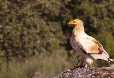 Santuário de S. Bartolomeu – aves rupícolas