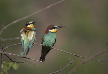 Junqueira – Abelharucos (Merops apiaster)
