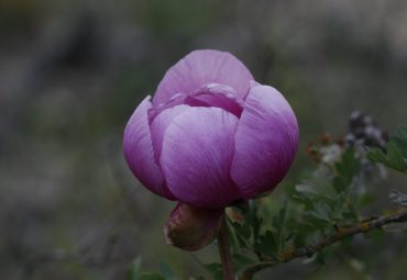 Carvalhal de Serapicos – Flora e cogumelos